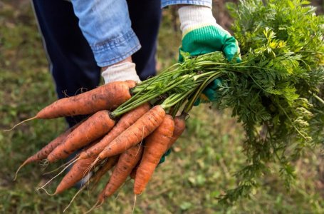 Почему морковь кучерявится